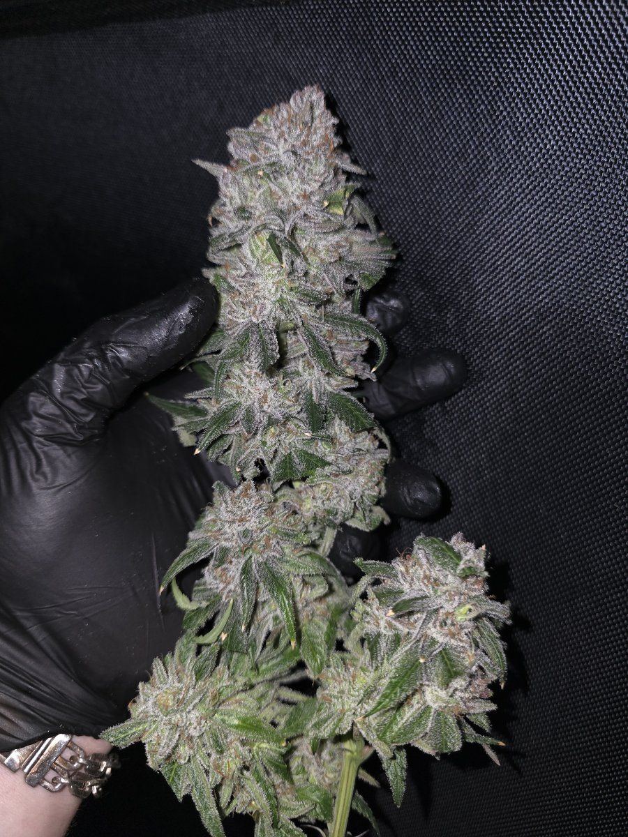 Sour ripper x bubba kush 2