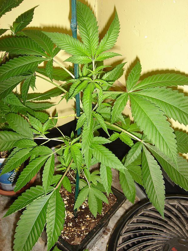 SOUR SAVER 25