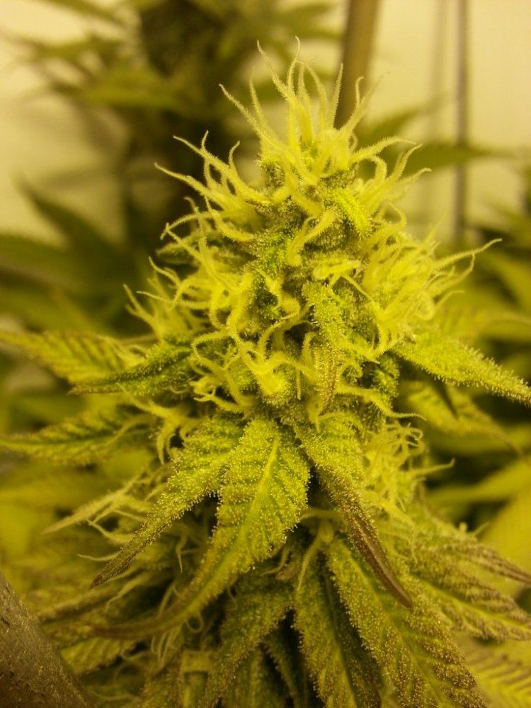 Sour Tangie 22 days