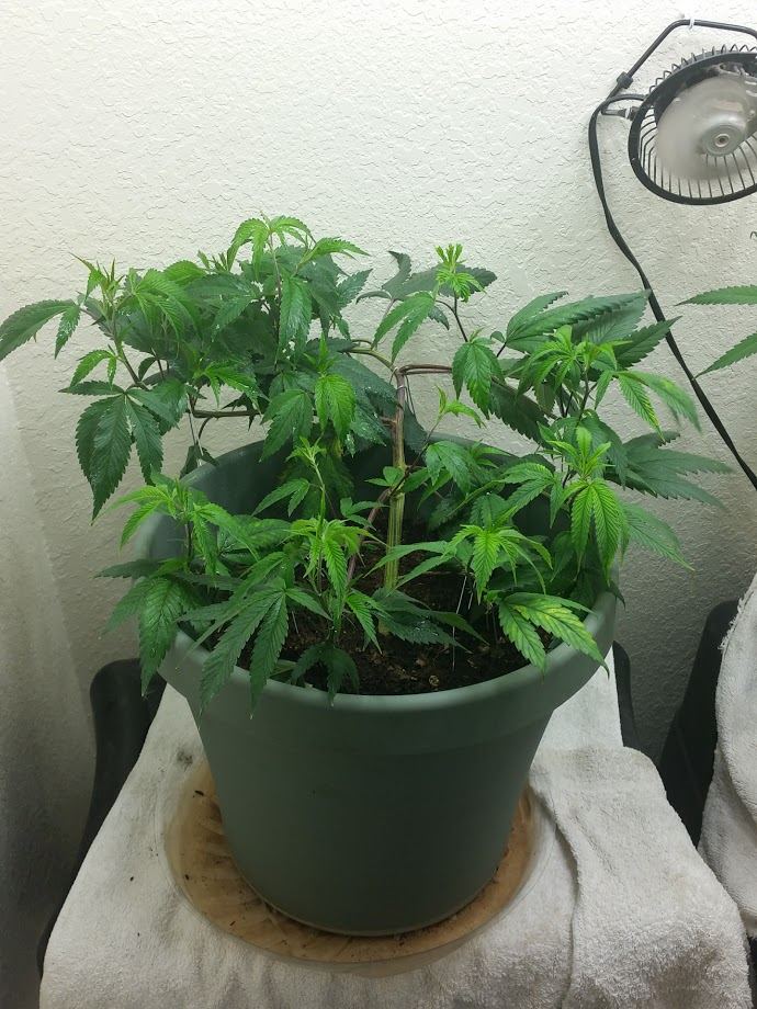 Sour1214