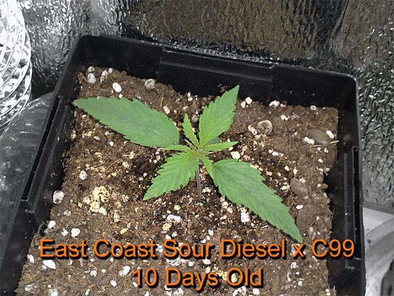 Sour diesel 10 days
