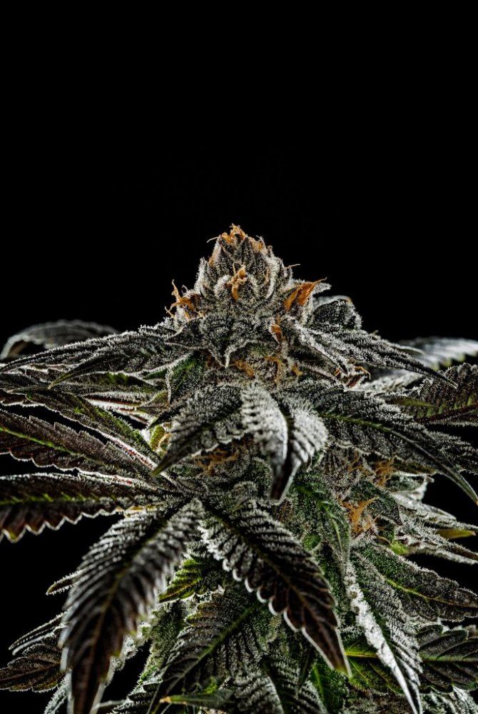 Sour OG FINAL