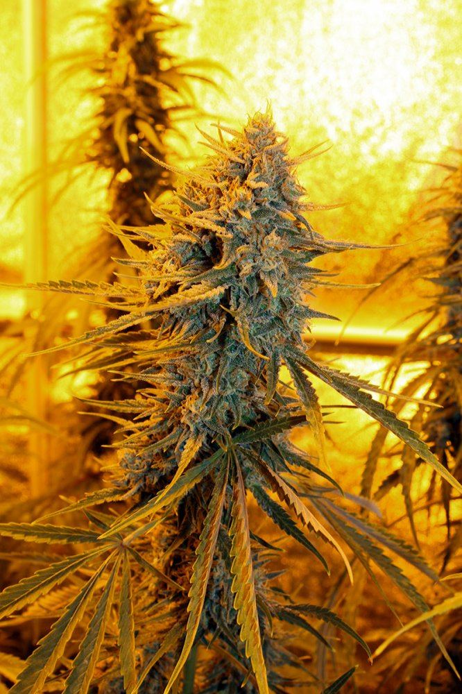 SourAmnesia 03 800px