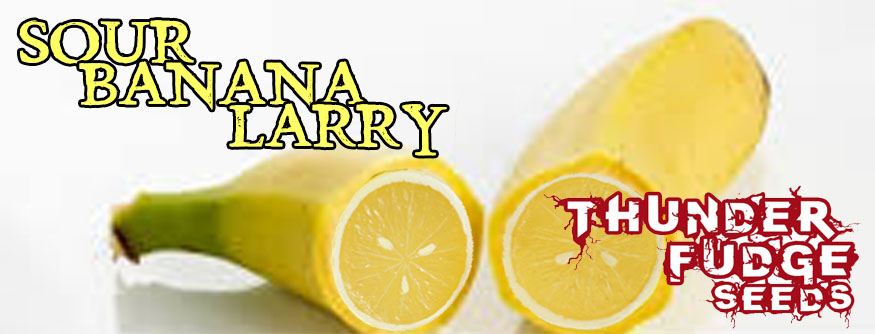 Sourbananalarry 1