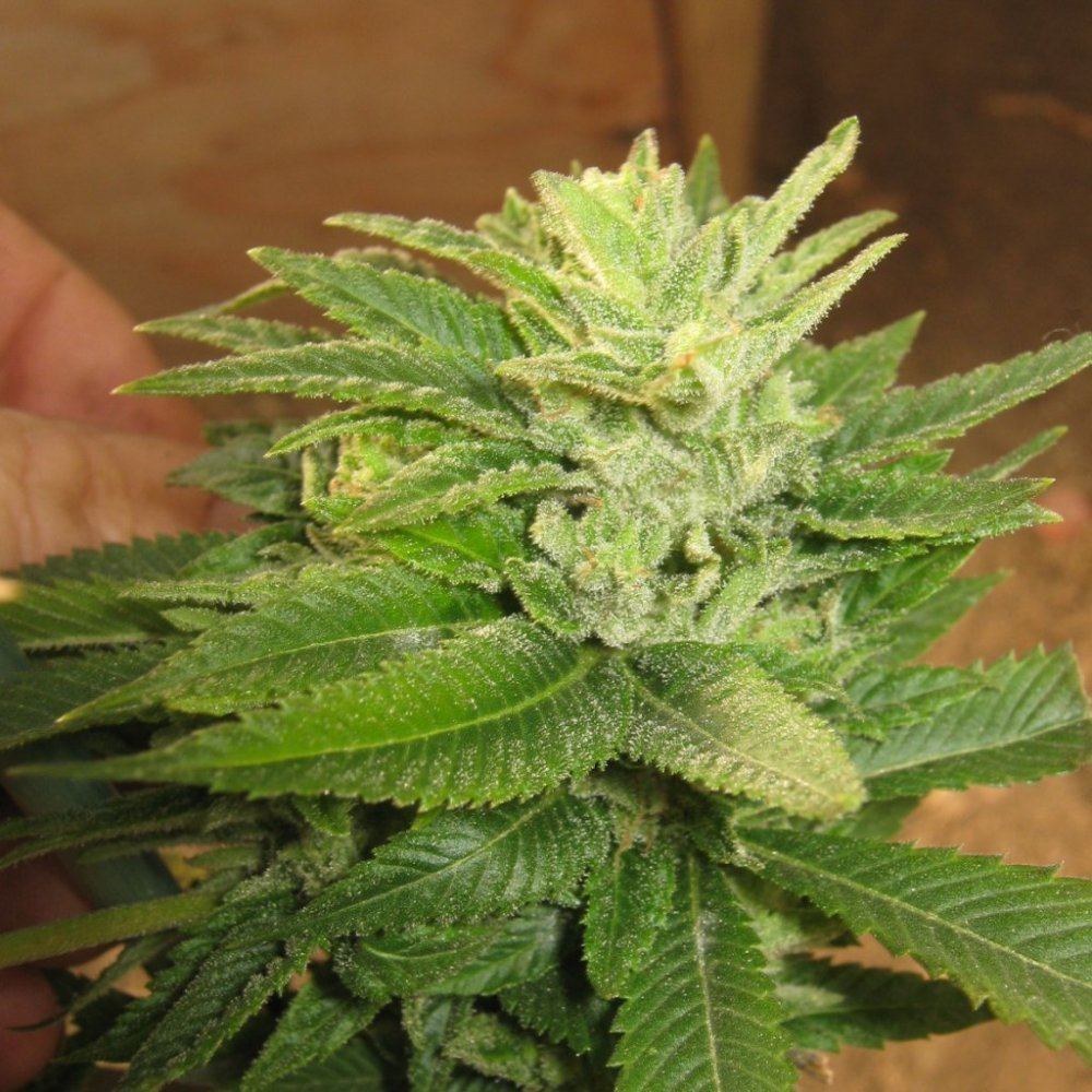Sourcloseup