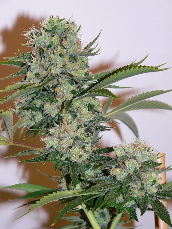 SourDiesel