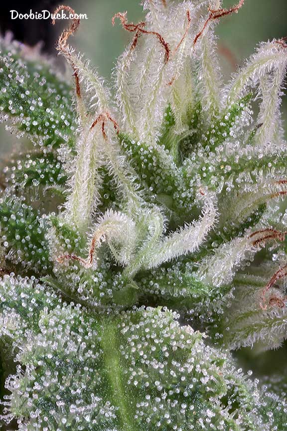 Sourdubb 1749 W