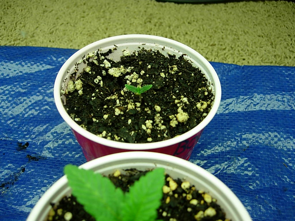 Sourgrape runt