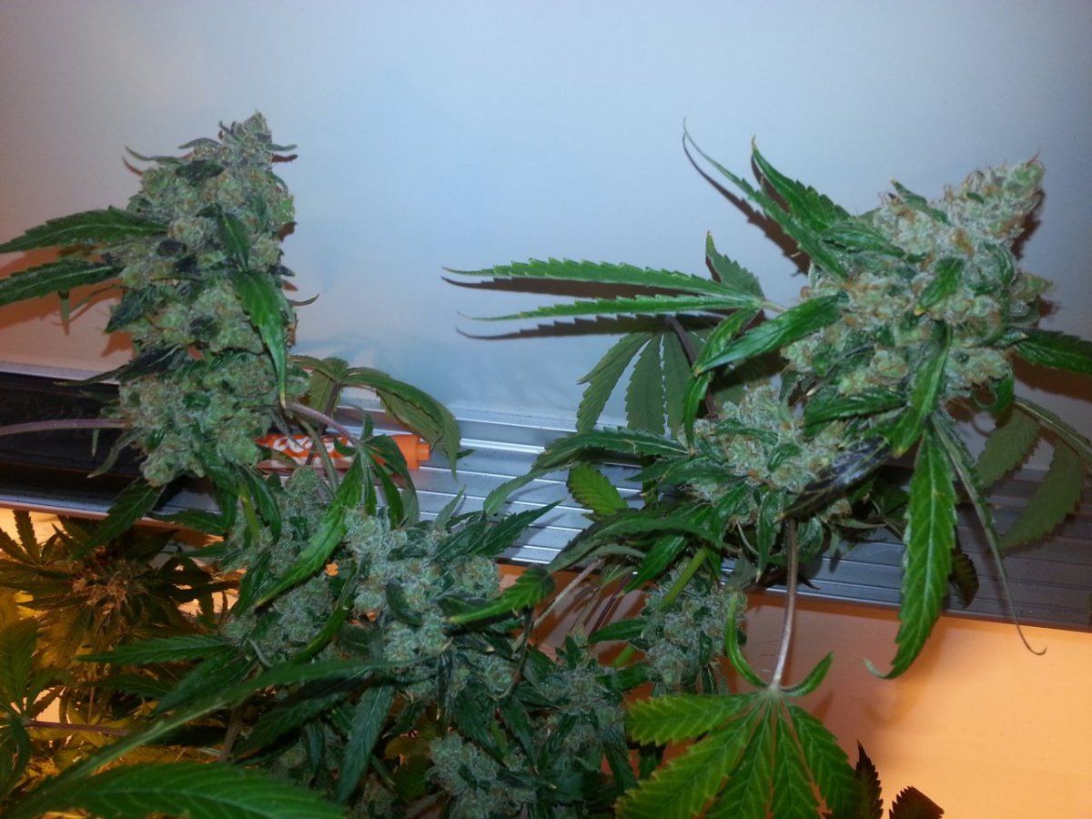 SourJam3 colas