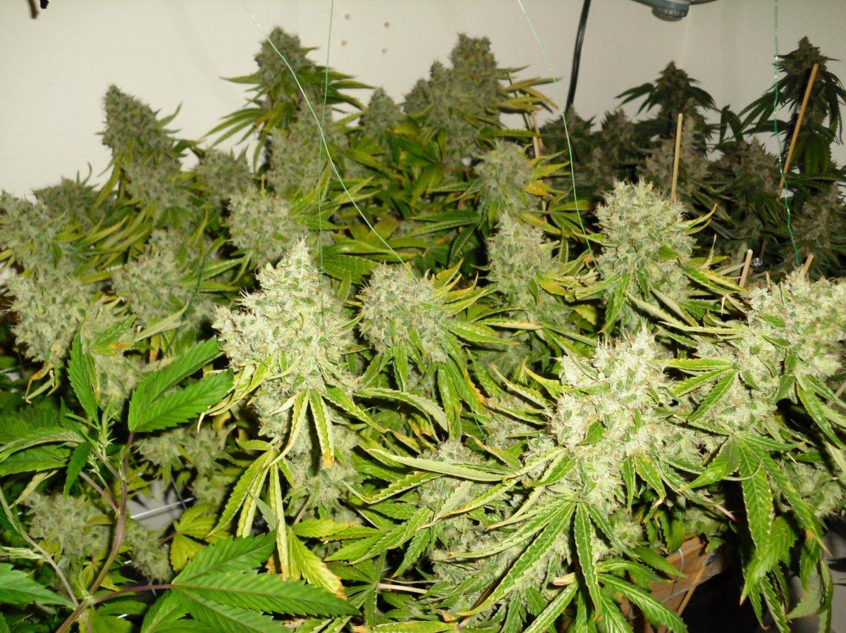 Sourkush1