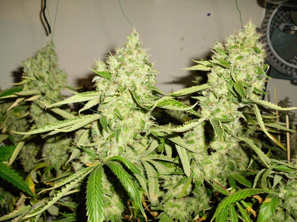 Sourkushbud