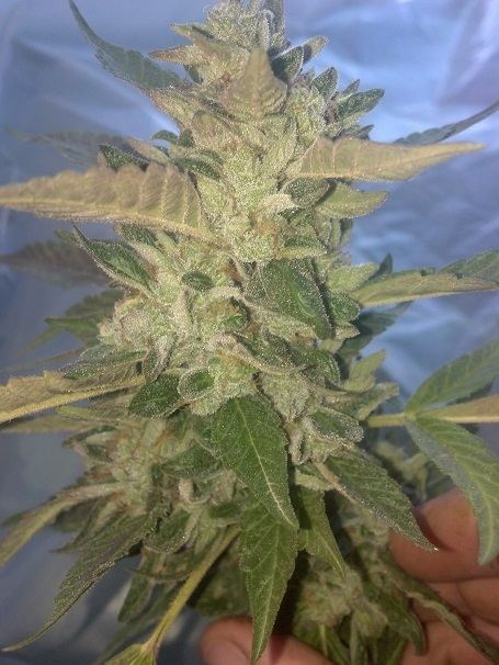 Sourpatchkush