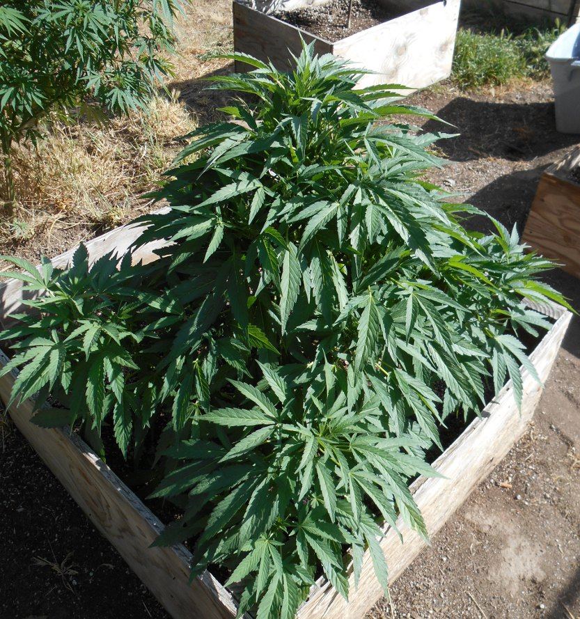 Sourpebbsbush528