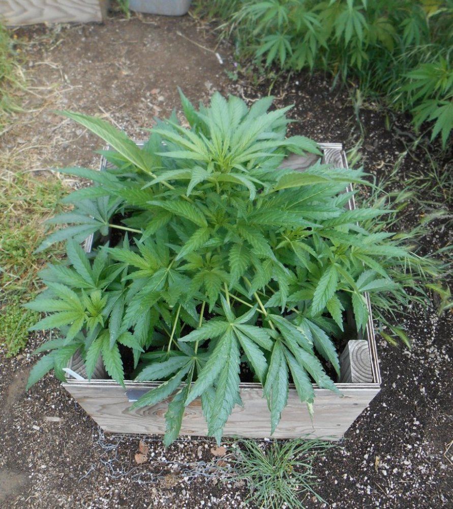 SourpebbX1 56