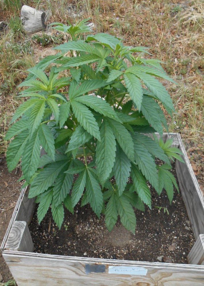 Sourpebbx2 56