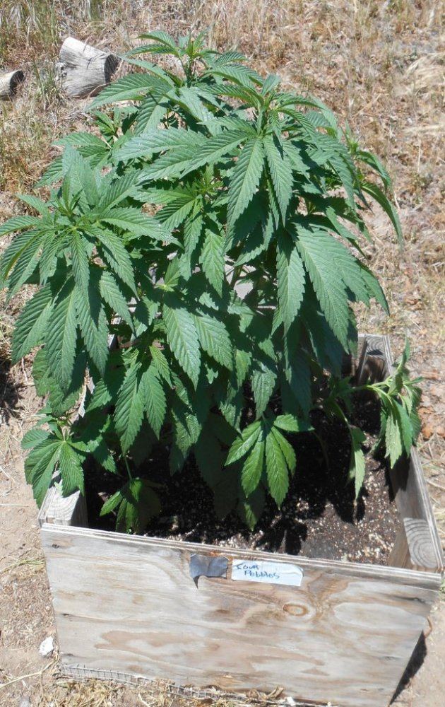 SourpebsX514