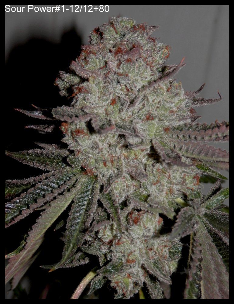 SourPower1 80 days   1