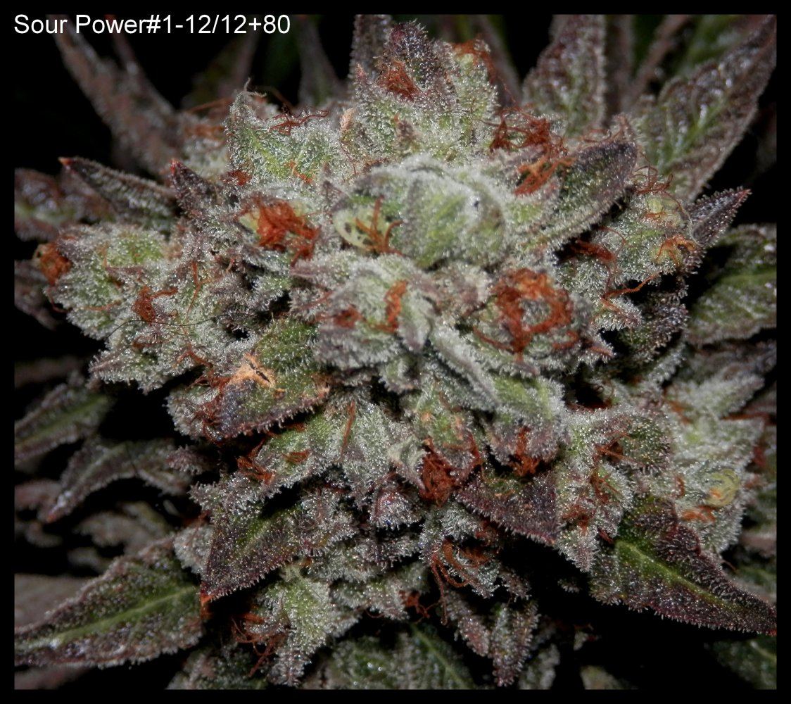 SourPower1 80 days   2