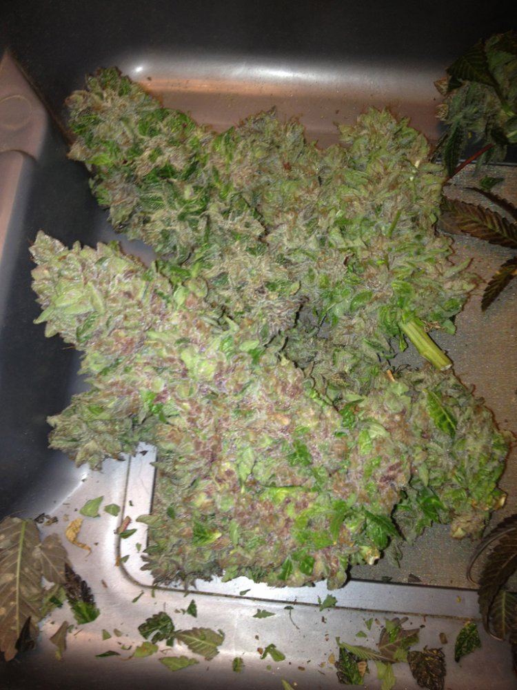 Sours chopped