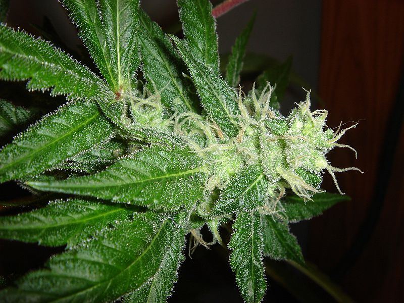 Soursaver 25 002