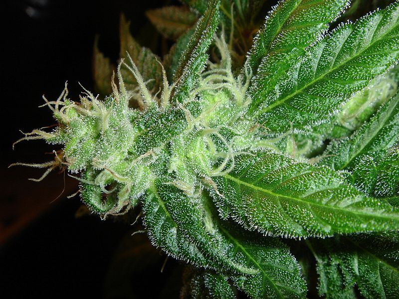 Soursaver 25 004