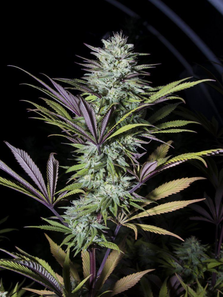 Sourtwrecksativa