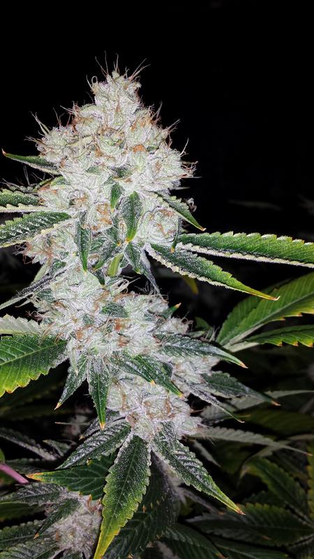 South west og