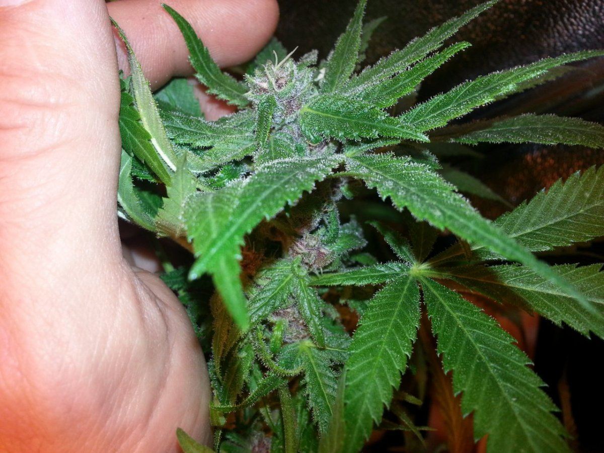 Southern Charm w ChT seed