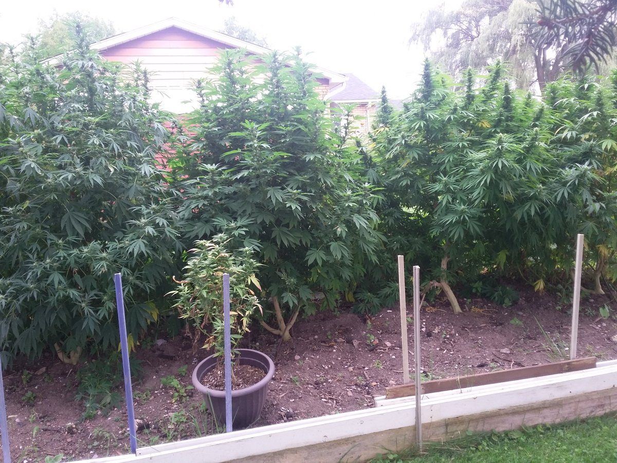 Southern ontario 2021 2nd outdoor grow