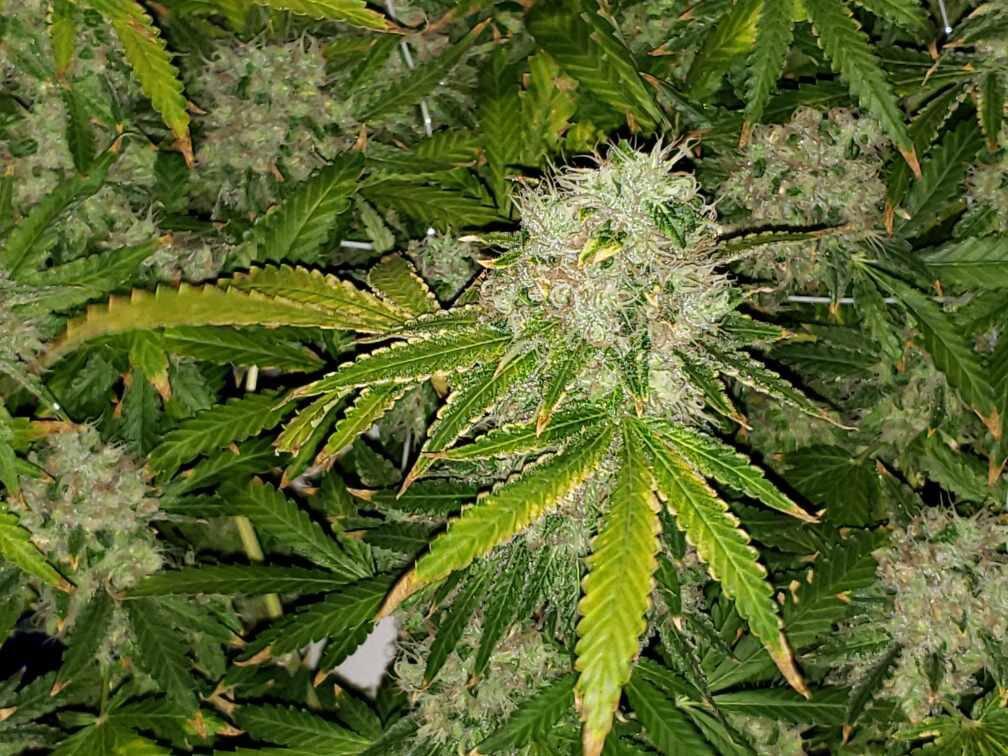 SP250 zkittlez02