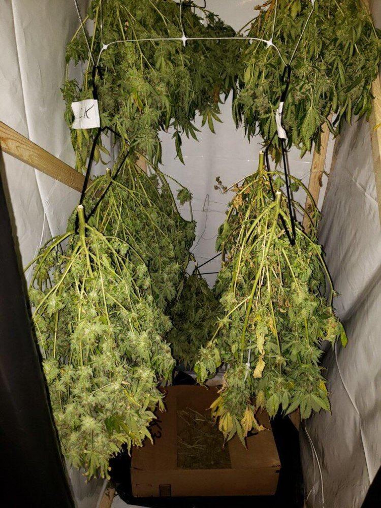 SP250 zkittlez03