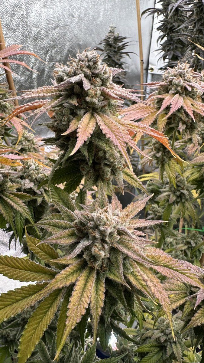 Space gas 4