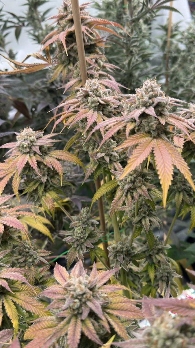 Space gas 5