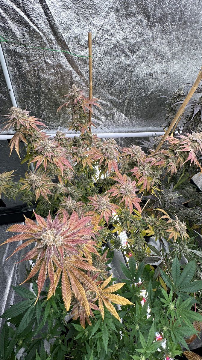 Space gas 6