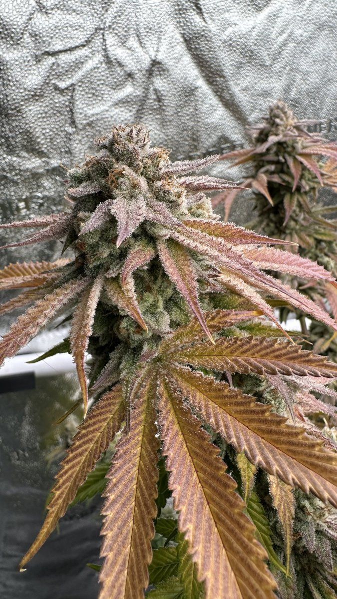 Space gas 7