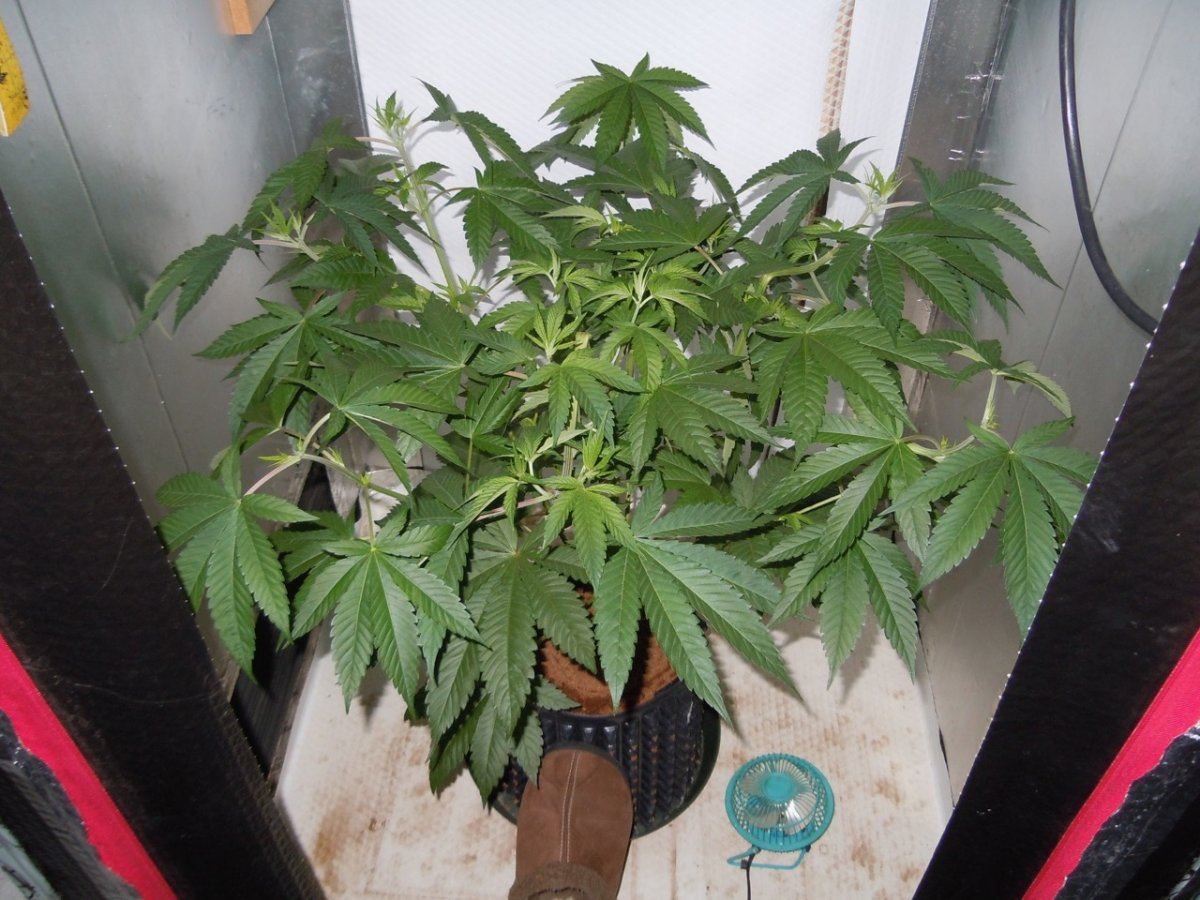 Space Monkey 48 days 1