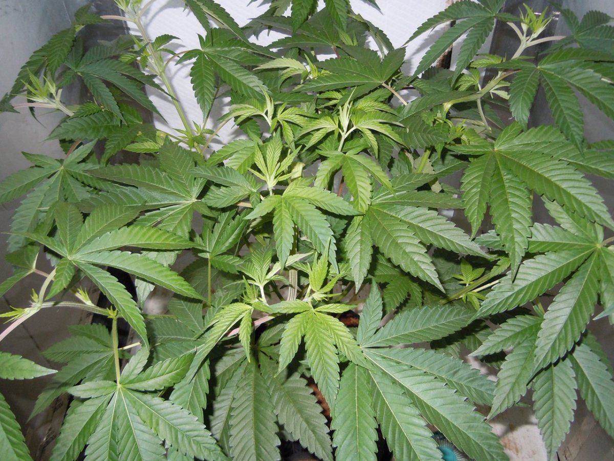 Space Monkey 48 days 2