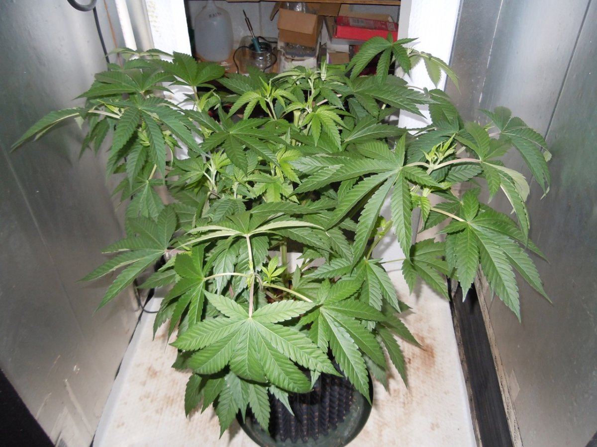 Space Monkey 48 days