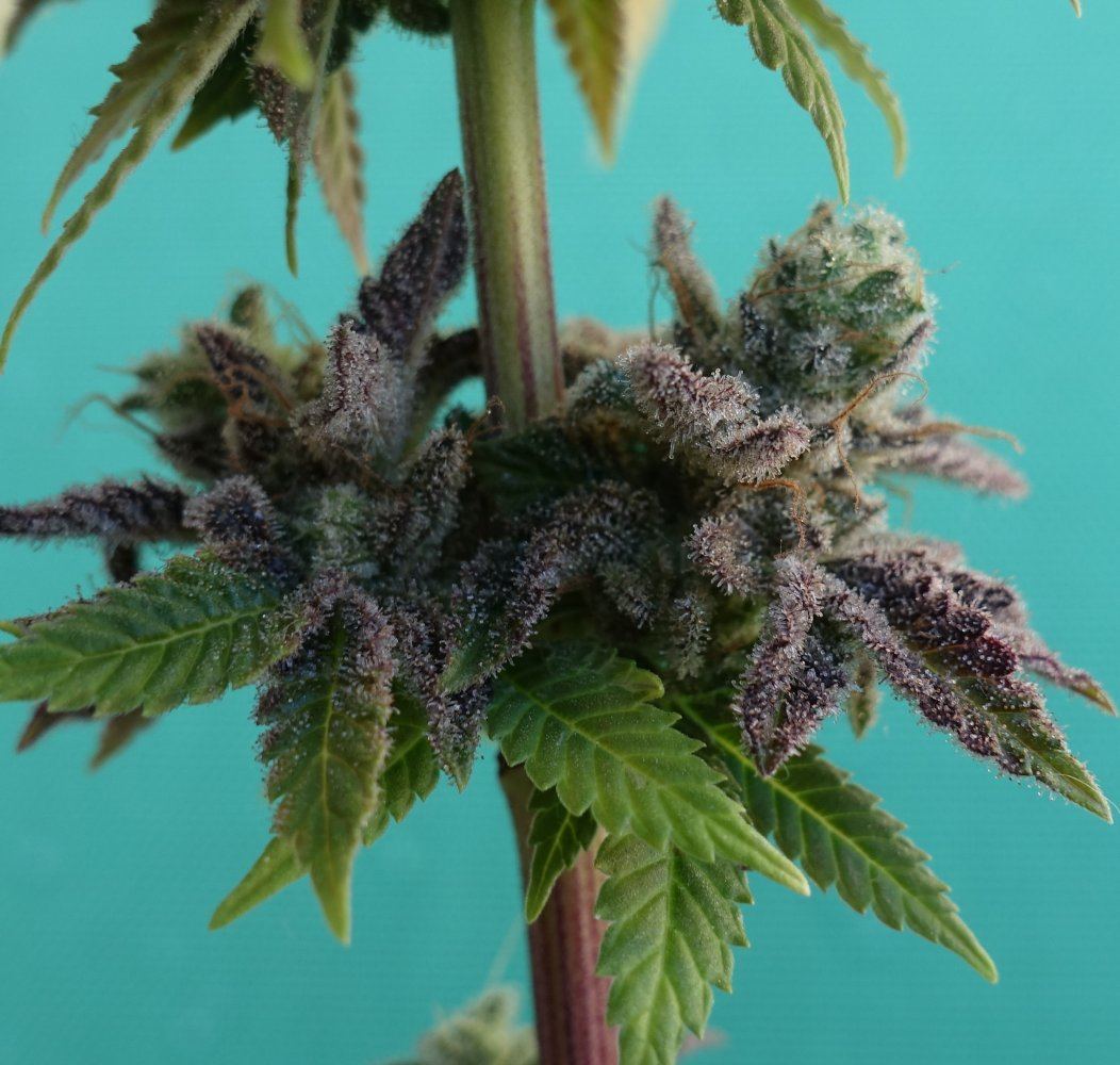Spacemonkey2