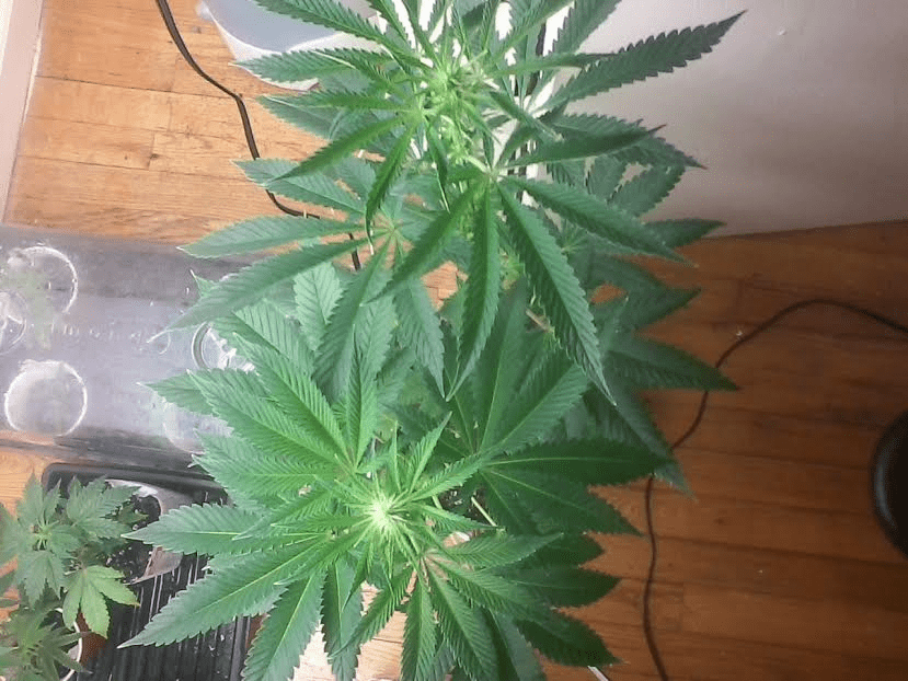Spacemutt19days3917