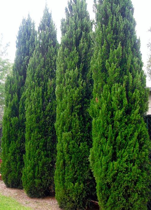 Spartan juniper tree oklahoma