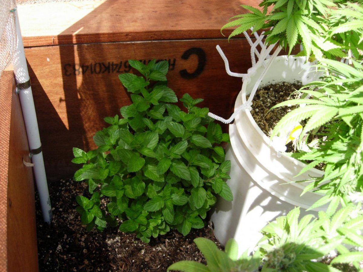 Spearmint