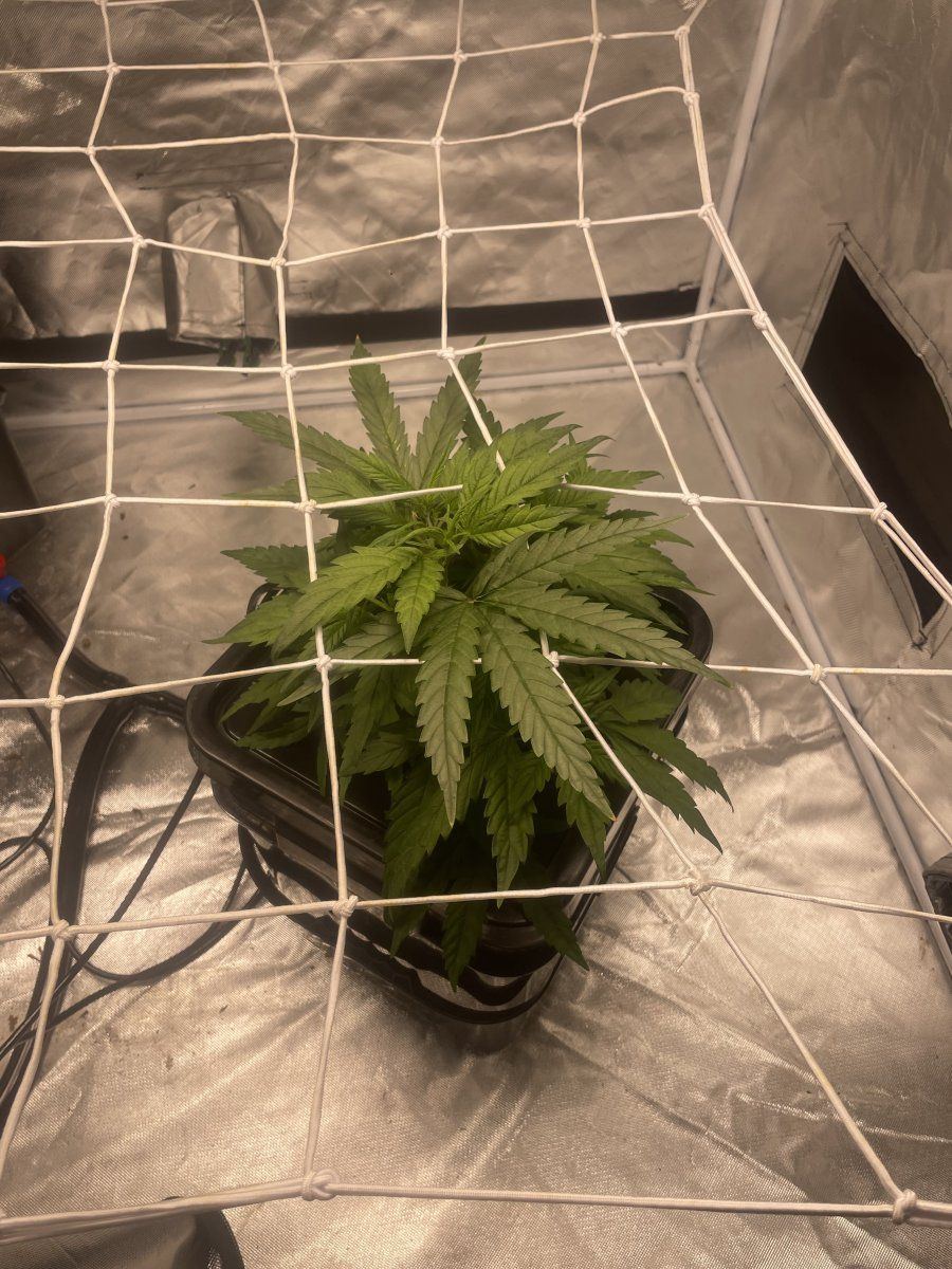 Special kush royal queen seeds 3