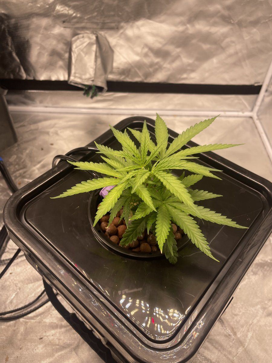 Special kush royal queen seeds