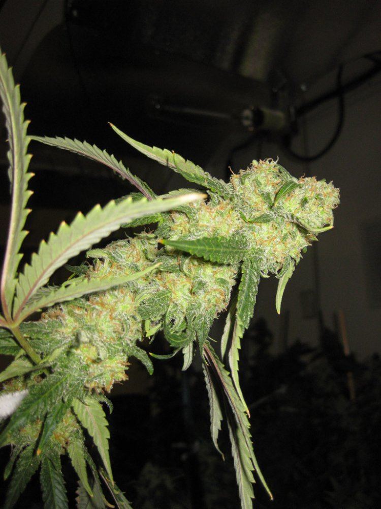 Special Kush Sample 01