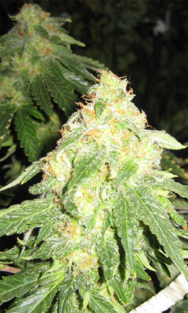 Special Kush Sample 02