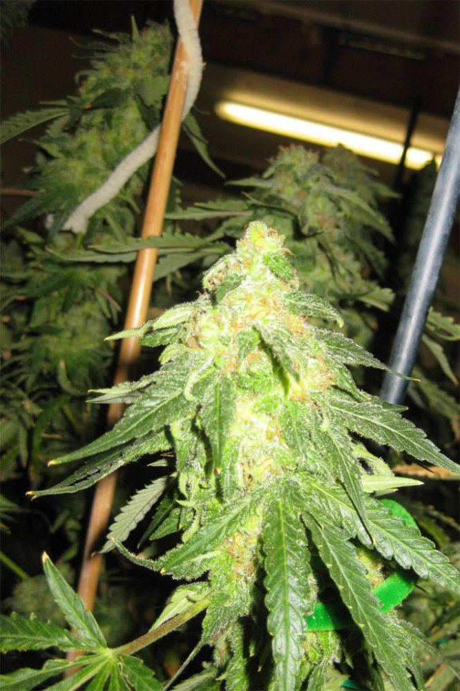 Special Kush Sample 03