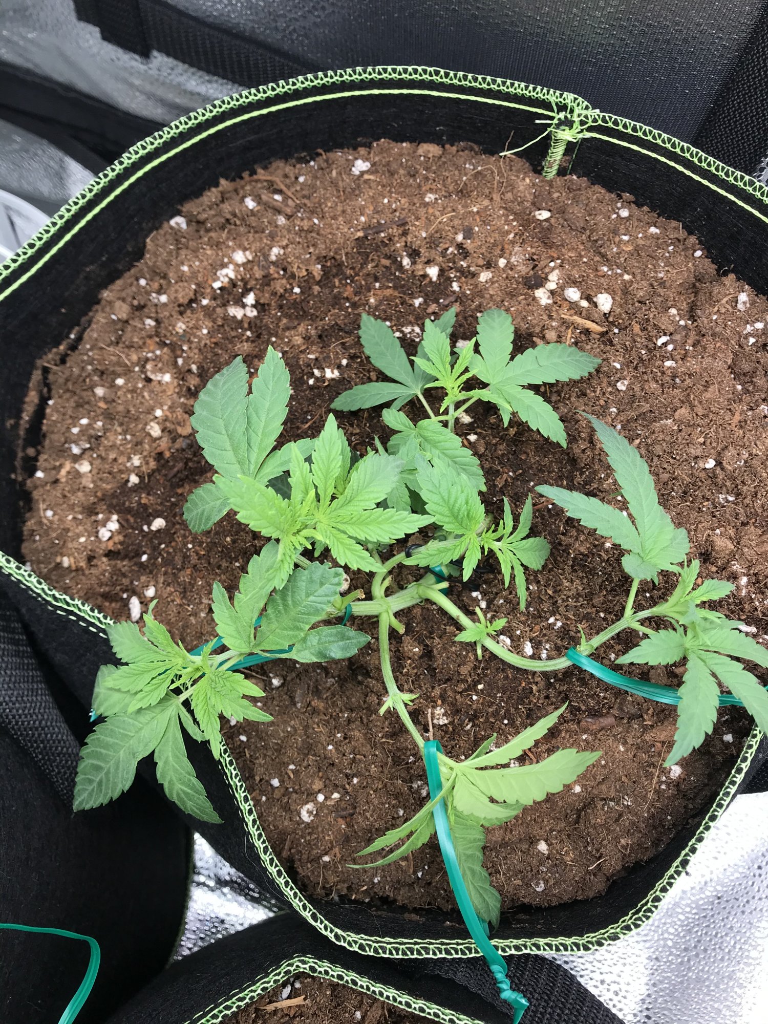 Spider farmer sf 1000 grow tent 1st time tent grower would like help with what im doing right