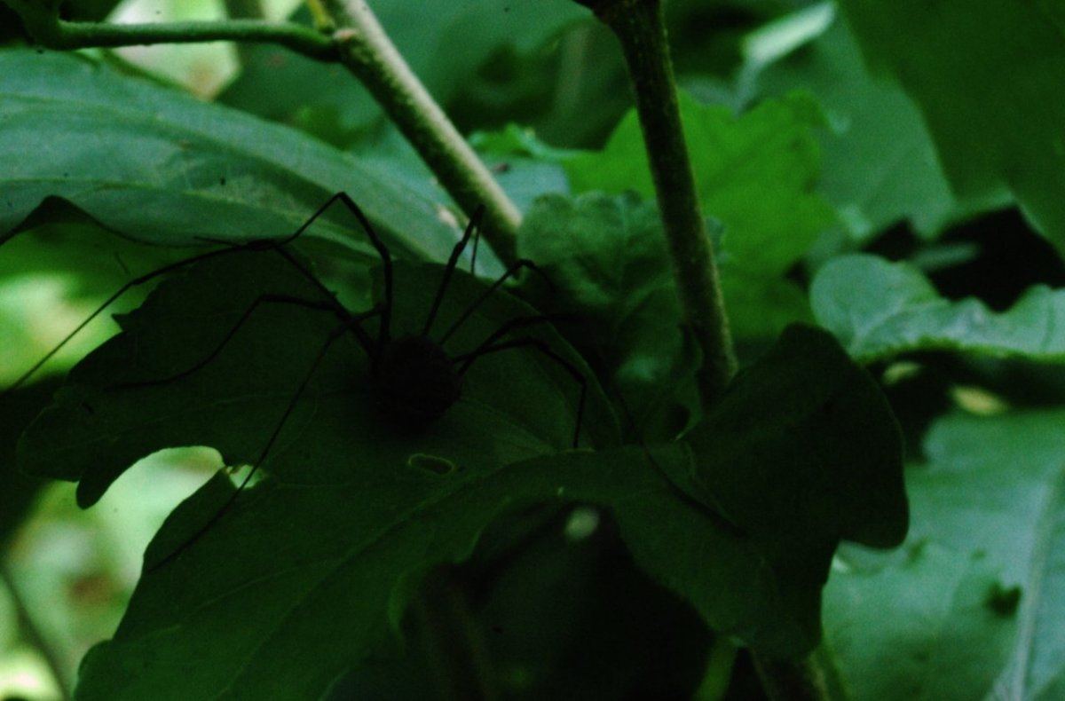 Spider
