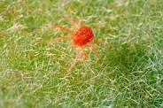 Spider mite